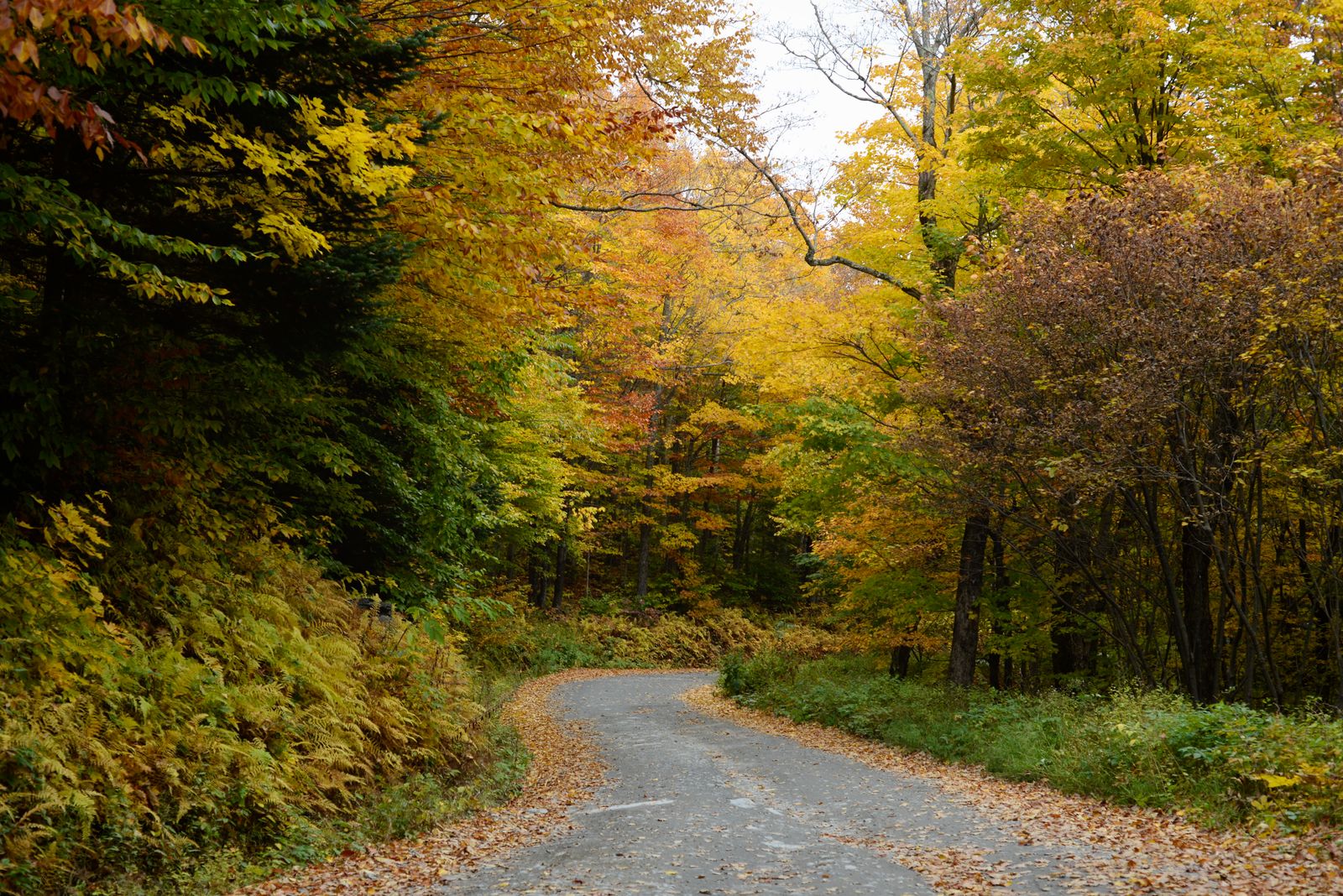 A path winding through a colourful Vermont forest.