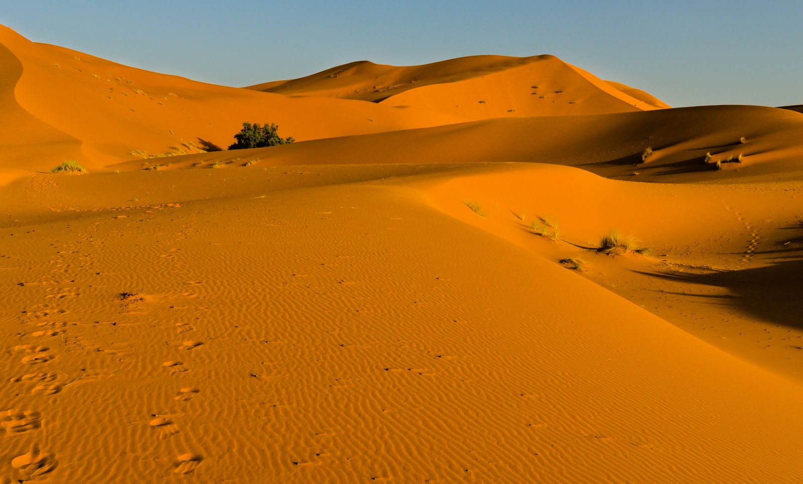 Orange Sahara dunes lit by golden-hour light.