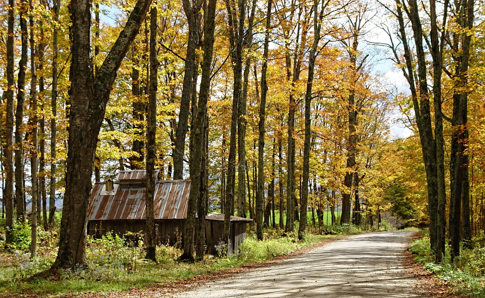 A rustic shack beside a rural road in autumn.